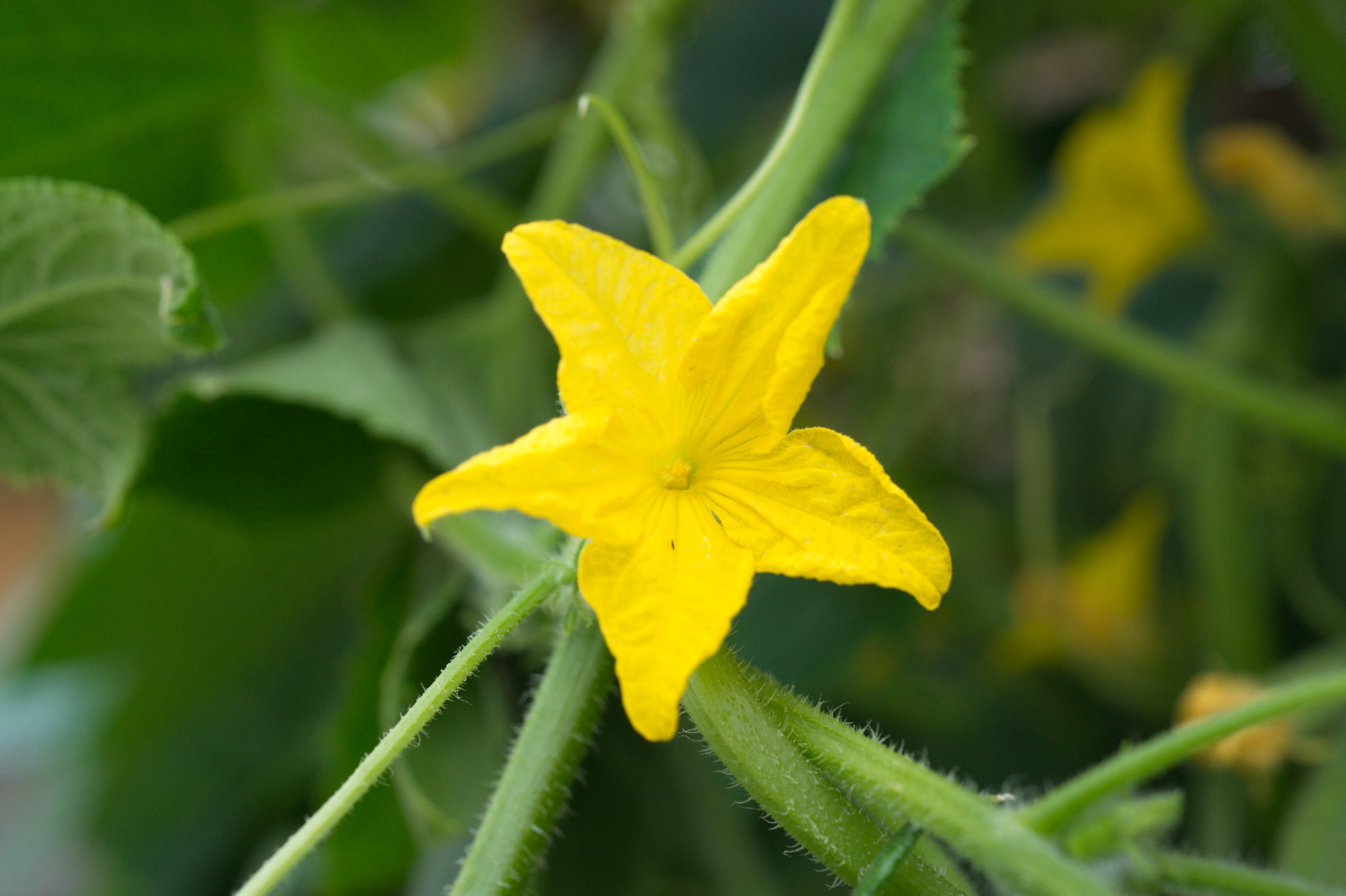 20210721  Gruen(t)raumHeimfeld 018